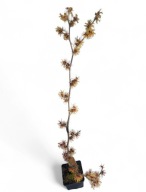 Oczar pośredni Jelena, szczepiony,kwitnący 100 cm