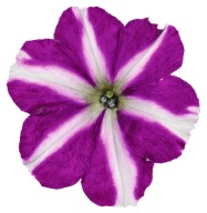 Petunia Amore Joy PIĘKNE KWIATY W SERDUSZKA