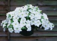 Petunia h Fanfare White większa niż CONCHITA
