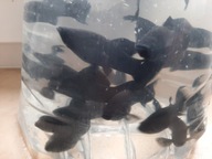 Molinezja czarna ( black molly)