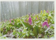 ROSJA - AŁTAJ - KRAJ AŁTAJSKI - KWIAT - FLORA