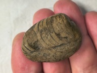 Skamieniałe koralowce algi glony agaty muszlowe