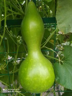 Tykwa Amphora Bottle. Nasiona. Wysyłka z dostawą 2- 6 dni!