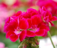 Pelargonia INTERSPECIFIC Calliope M RED Splash