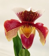 storczyk paphiopedilum sabotek 1