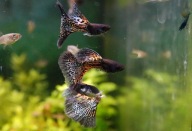 Piękne długopłetwe rasowe Gupiki Metal Rainbow Cobra 2 młode samce