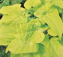 Wilec IPOMOEA batatas Marguerite
