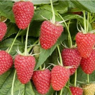 MALINA BEZKOLCOWA GLEN AMPLE SADZONKA W POJEMNIKU 20 CM WIELOLETNIA