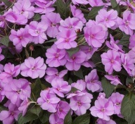 Niecierpek SŁONECZNY Sunpatiens Vigorous Lavender Splash