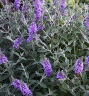 Budleja Davida Lavender Cupcake P9