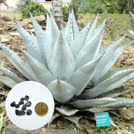 Agave havardiana – mrozoodporna agawa do -23°C (10 nasion + instrukcja)