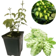 Sadzonki Chmielu MAGNUM Niemiecki Chmiel Doniczka P9 Goryczkowy