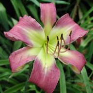 Liliowiec On the Web