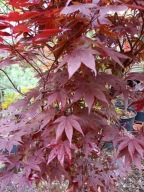 Klon Bloodgood palmowy szczepiony krzewiasty okaz 14 letni na taras inny