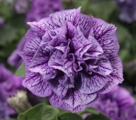 Petunia ZWISAJĄCA PEŁNA Fun House Double Violet Vein