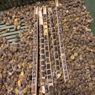 Pszczoła murarka ogrodowa, kokony, 500 sztuk !!!