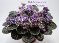 Fiołek afrykański @cięty liść @ ND-Muranskoye Styeklo @ standard