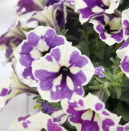 Petunia Bonnie Blueberry Sky