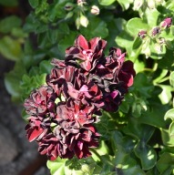 Pelargonia peltatum Moonflair Burgundy ZWISAJĄCA