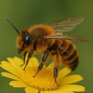 Pszczoła murarka ogrodowa - kokony 100 szt.+ 20% gratis + instrukcja