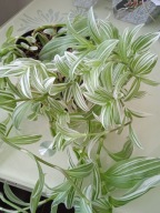 TRZYKROTKA TRADESCANTIA ZEBRINA-trzykrotka pasiasta