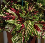 Koleus Coleus Kong Mosaic DUŻY