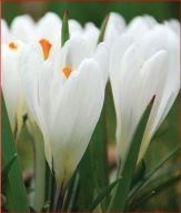 KROKUS ZWIASTUN WIOSNY BIAŁY W POJEMNIKU 10 CM P9 WIELOLETNI MROZOODPORNY