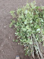 Dąb szypułkowy sadzonka z gołym korzeniem 150-170 cm Pakiet 10 szt.