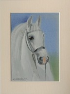 koń portret konia akwarela na papierze