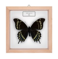 Motyl w gablotce Papilio hesperus