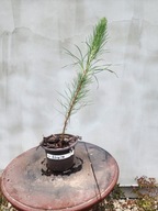 sosna Eliota Pinus Elliotti