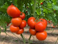 Baron Sadzonki Pomidorów