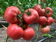 Honey Moon Sadzonki Pomidorów