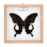 Motyl w gablotce Papilio iswara