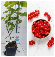 Porzeczka czerwona "ROVADA" Okazała roślina Średnio wczesna doniczka C2