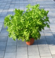 GERANIUM ANGINKA ROŚLINA LECZNICZA - ANGINOWIEC