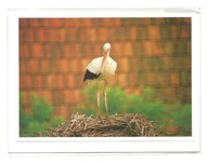 Karnet - Bocian biały na gnieździe ...