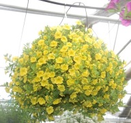 Calibrachoa Superbells Unique Golden Yellow ZWISAJĄCE SŁONECZNE KWIATY