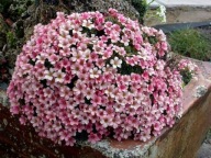 Skalnica 'Peach Melba' Saxifraga P9