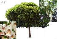 odstrasza komary Katalpa 110 cm wys. białokwiatowa