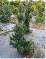 Pinus parviflora 'Setsu-gek-ka' - !!!