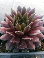 Rojnik 65 PINK GRAPEFRUIT liście w barwie od ciemnoróżowej po bordową