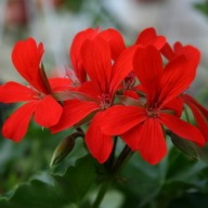 Pelargonia ZWISAJĄCA NAJDŁUŻSZA VDP Ville de paris Red