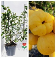 Sadzonka Pigwowiec Japoński Duży C2 Owoce Do Herbatki