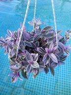 trzykrotka albiflora sweetness XL