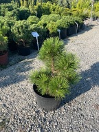 Sosna czarna Nana 35-45cm