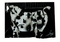 JÓZEF WILKOŃ Ilustracja KOŃ reprodukcja BESTIARIUM WILKONIA