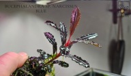 Bucephalandra „Narcissus Blue” – Unikatowa Roślina do Akwarium od fibell