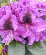 Rododendron RASPUTIN piękny odcień Z CIEMNYM OCZKIEM