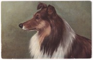 Pies Psy Owczarek Szkocki ok.1900r.
